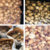 Buy Austrian Dried Poppy Pods