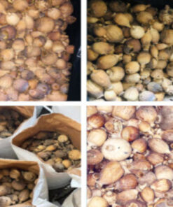 Buy Austrian Dried Poppy Pods