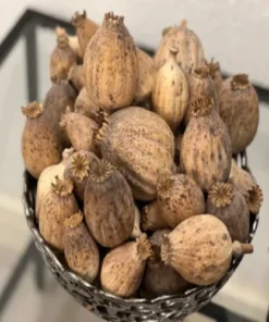Buy Dried Austrian Poppy Pods Online