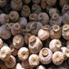 Buy Premium Opium Poppy Pods