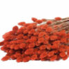Buy Phalaris Dyed Spice Online