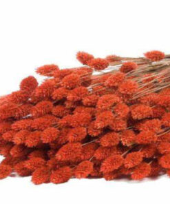 Buy Phalaris Dyed Spice Online