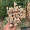 Buy Natural Untreated Pods Online