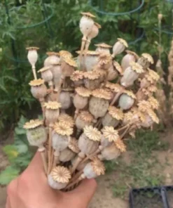 Buy Natural Untreated Pods Online
