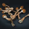 Buy Magic Mushroom Chocolate Bar