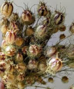 Buy Dried Nigella Poppy Pods Online