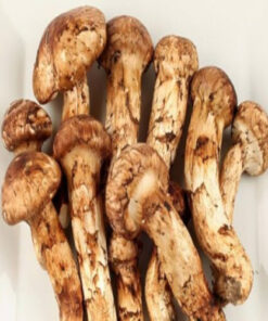Buy Bhutanese Mushroom Online