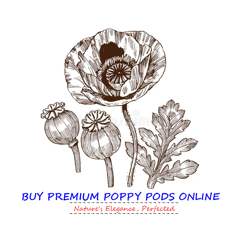 Buy Premium Poppy Pods Online