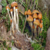 Buy Psilocybe Mexicana Online