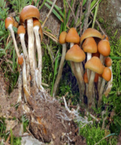 Buy Psilocybe Mexicana Online