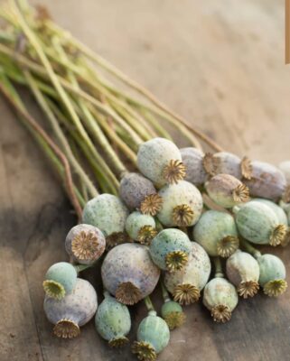 Crafting with Poppy Pods