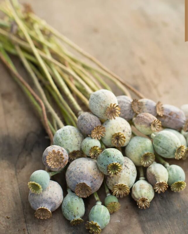 Crafting with Poppy Pods