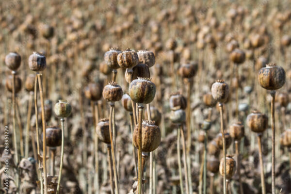 Discover the Magic of Poppy Pods