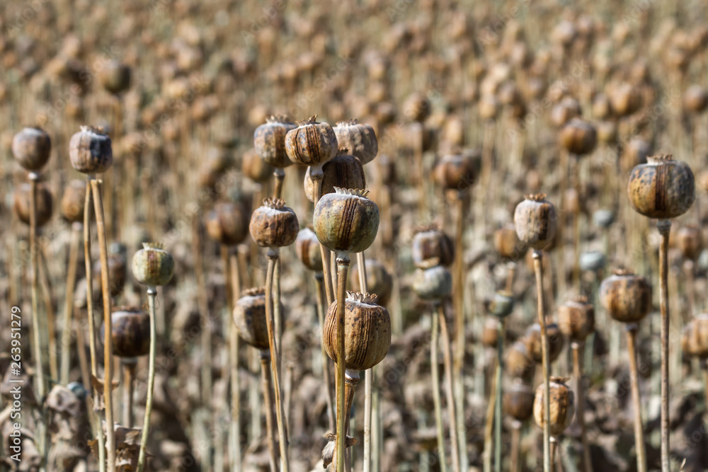Discover the Magic of Poppy Pods