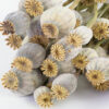Buy Dried Papaver Somniferum Online