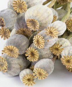 Buy Dried Papaver Somniferum Online
